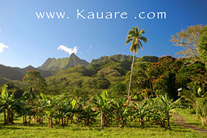 banana plantation on rarotonga