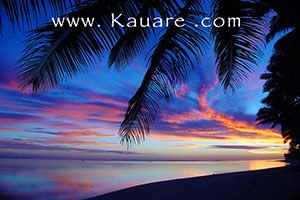 sunset through palm tree